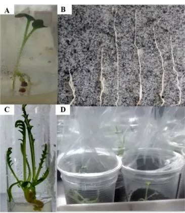Figura 4 -  Aspecto visual de plântulas de nabo forrageiro germinadas in vitro (A)  comprimento  de  raízes  em  diferentes  tratamentos  (B),  brotações in  vitro (C)  e  brotações aclimatizadas (D)