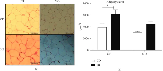 Figure 1: Efect of MO supplementation on adipose tissue histology. (a) Histological sections stained with H&amp;E