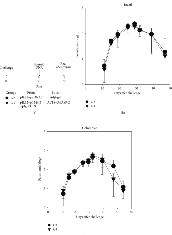 Figure 5: Impact of therapeutic vaccination in the immunity of resistant mice. (a) F1 (CB10XBALB/c) female mice were challenged s.c