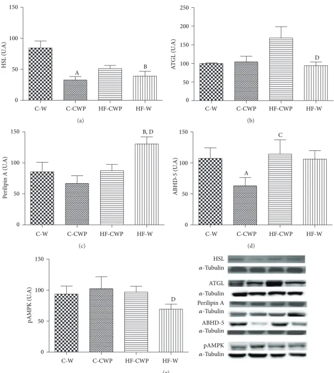 Figure 4: Protein expression of HSL (a); ATGL (b); perilipin A (c); ABHD-5 (d); and pAMPK (e) in the mesenteric adipose tissue