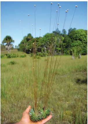 Figura 1:  Aspecto  geral  de  uma  planta  de  capim-dourado  (Syngonanthus  nitens  (Bong.)  Ruhland); ao fundo uma paisagem de vereda