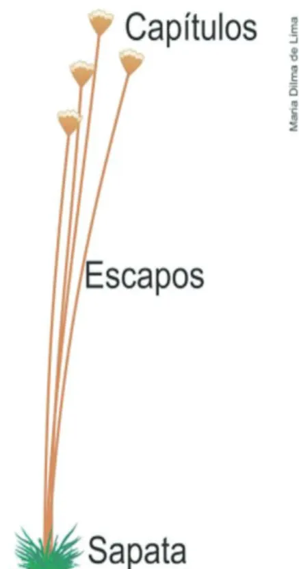 Figura 2: Representação esquemáti ca da planta do capim-dourado (Syngonanthus nitens  (Bong.) Ruhland)