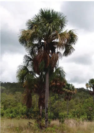 Figura 3: Aspecto da palmeira buriti  (Mauriti a ﬂ exuosa L. f.) Ruhland). Foto: Eduardo R