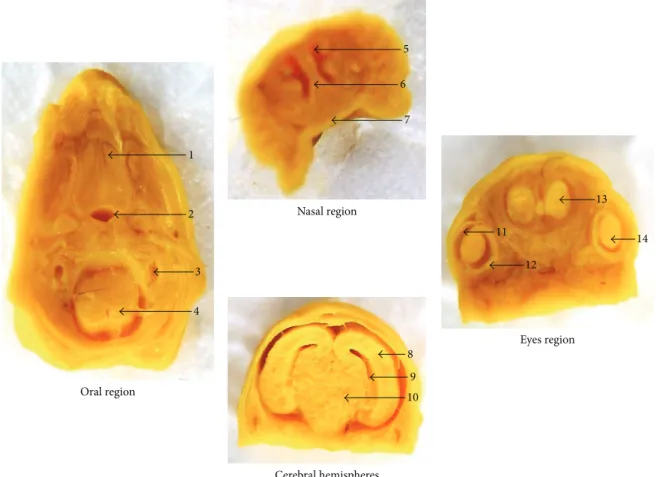 Figure 5: Representative sections from head and neck regions of fetuses exposed to P. reticulata aqueous extract (1.0 g/kg)