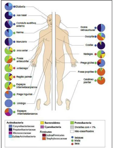 Figura 1 – Diversidade de comunidades microbianas que habitam a pele. 