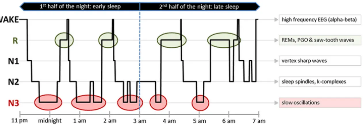 Figure 4 .: Example hypnogram of an healthy adult human over 8 -hour sleep [ 25 ]. On the left side of the picture sleep stages are labeled according to the AASM rules