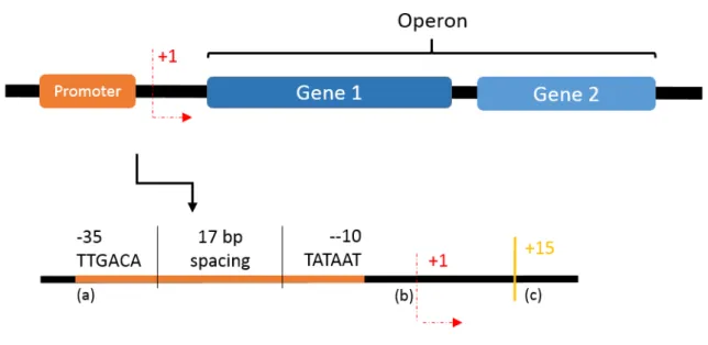 Figure 1.1: General scheme of an operon and promoter site. The promoter (a) consists of two specific sequences that are about 17bp apart; (b) Starter site is where the transcription begins; (c) Site where the sigma factor releases from the RNA polymerase.