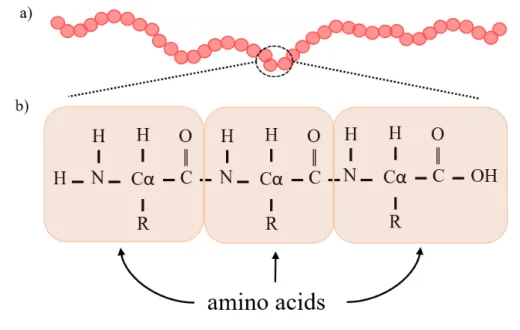 Figure 1.3: Protein primary structure and amino acid’s bond. a) represents a protein structure, where each circle is an amino acid; b) example of how amino acids bond to each other in a polypeptide