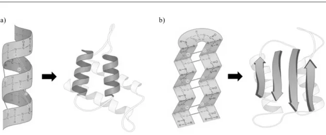 Figure 1.4: a) alpha-helixes are usually represented by spirals, while beta-sheets b) are represented by arrows