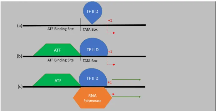 Figure 1.6: Activator modi operandi - ATF/TFIID complex. TFIID complex binds to the TATA box region found in the promoters (a)