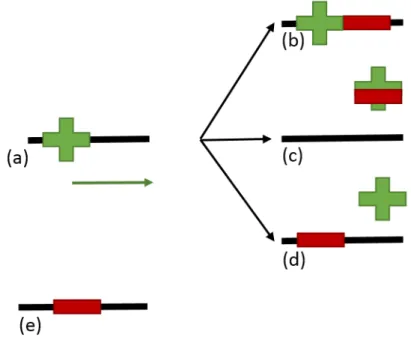 Figure 1.8: TF’s repressions mechanisms. (a) the repressor is not acting, the activator connects to the DNA and the transcription begins; in (b) the repressor b binds downstream of the activator; (c) the repressor connects to the activator, preventing its 