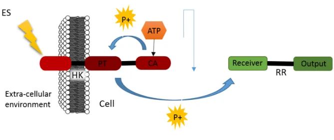 Figure 1.9: Scheme that describes the basic two-component signalling transduction system
