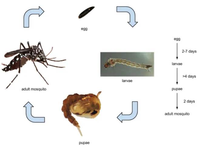 Figure 1 – Life cycle of  aedes aegypti  - based on (M., 2010) 