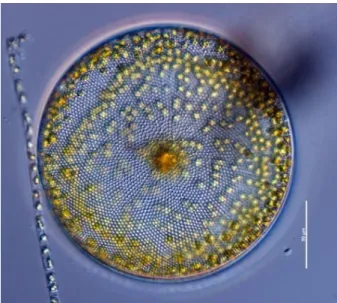 Figure 1-Example for Coscinidiscophyceae class morphology (source: Phyto'pedia) . 