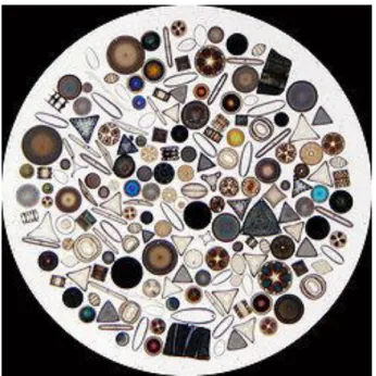 Figure 4-Example for the variety of shapes in the diatom world (source: Wipeter, 2009) 
