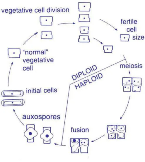 Figure 5-Diatoms life cycle (source:The Science of Biodiversity). 