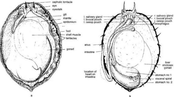 Figure 9-Abalone internal morphology (Mgaya 1995). 