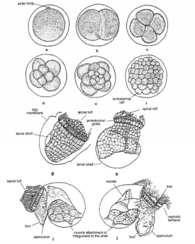 Figure 10-Abalone morphology during the planktonic phase of life cycle (Mgaya 1995). 
