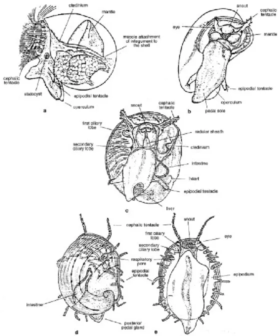 Figure 11-Abalone morphology during benthic phase of lifecycle (Mgaya 1995). 