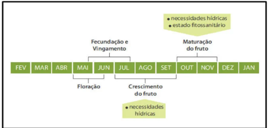 Figura 2 – Modelo explicativo para a previsão e estimativa do desenvolvimento da oliveira ao longo do seu ciclo.