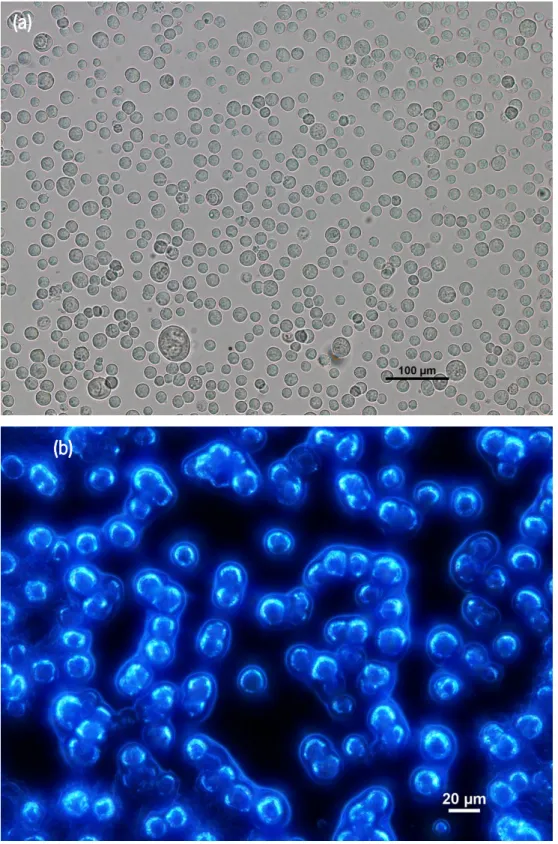 Figure  4.2  –  Photomicrographs  of  SW480  cells  with  attached  beads  taken  using  (a)  fluorescence microscope and (b) inverted fluorescence microscope