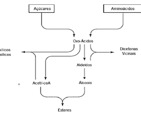 Figura 2 – Relações entre as maiores classes de compostos aromáticos derivados do metabolismo da levedura (adaptado  de Briggs  et al