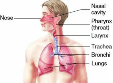 Figure 3 – The respiratory system. 