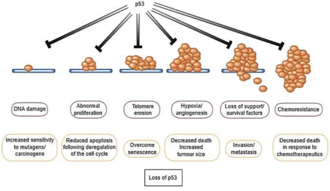 Figure 1: Action of functional p53 in the presence of stress signals encountered during tumor progression  vs  loss of  p53 function by direct mutation of the gene