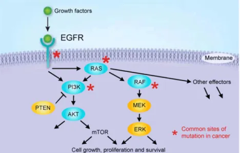 Figure 2: HER2, a member of the human epidermal growth factor receptor (EGFR), and the stimulation of MAPK and  PI3K/AKT pathways