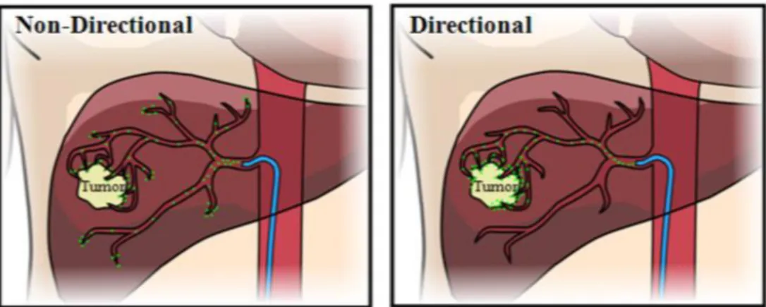Figure 3: Example of non-directional drug delivery  vs  directional-targeted drug delivery to a tumor in the human  liver