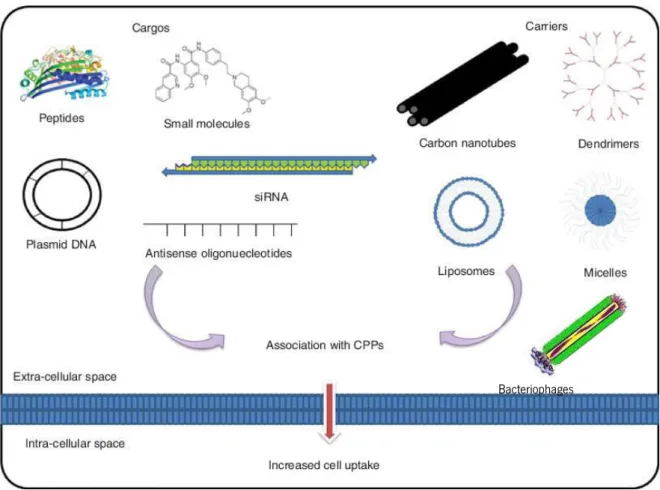 Figure 6: Type of carriers and cargos that can be associated to CPPs to increase cell uptake