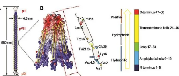 Figure 7: Schematic structure of a M13 bacteriophage (A) and its major coat proteins (B)