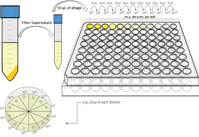 Figure 9: Schematic representation of the blue plaques in a plate of LB/IPTG/X-gal with an E