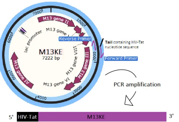 Table 4: Primers forward and reverse used for the synthesis of the nucleotide sequence encoding the HIV-Tat peptide