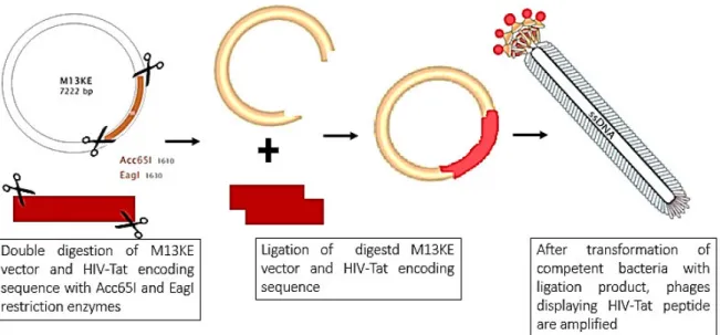 Figure 12: Schematic illustration of the M13KE DNA genetic manipulation. Both HIV-Tat sequence and M13KE DNA  vector are double digested and ligated