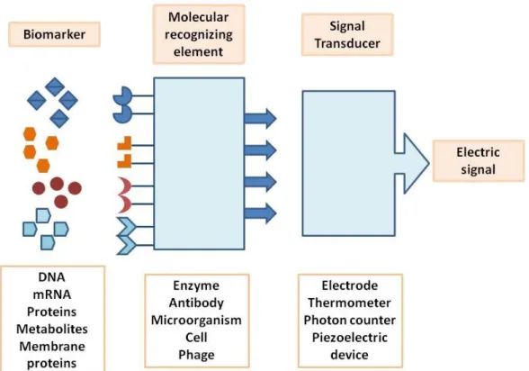 Fig.  2  –  Schematic  representation  of  a  single  element  biosensor  containing  a  molecular  recognizing  element,  a  transducer  and  the  physical  output  whose  magnitude  is  related  with  the  biomarker  concentration