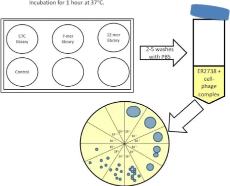 Fig. 15 – Schematic representation of a conventional biopanning round. 