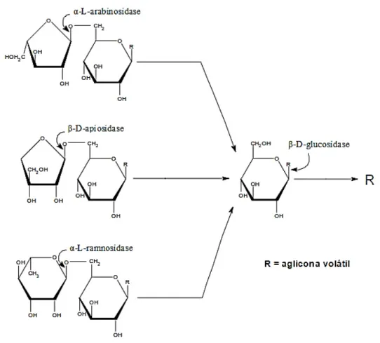 Figura 2 – Mecanismo de atuação das diferentes enzimas envolvidas na hidrólise dos precursores glicosilados  (reproduzido com autorização de Oliveira, 2000)