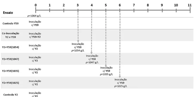 Figura 5 — Representação esquemática dos ensaios realizados, com as etapas de inoculação das leveduras Y2 e  Y59 nas fermentações sequenciais ( t  — tempo)
