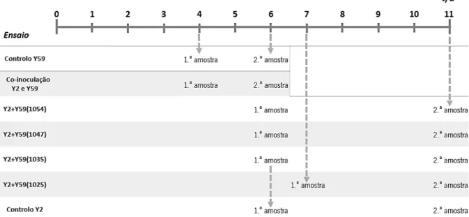 Figura 6 – Representação esquemática dos momentos em que foram retiradas amostras com biomassa do  mosto em fermentação, nos diferentes ensaios ( t  — tempo)