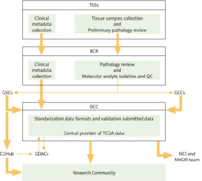 Figure 2. TCGA structure and relation between partners. TSSs (Tissue Source Sites) is responsible for clinical metadata and  biospecimen assemble from authorised cancer patients