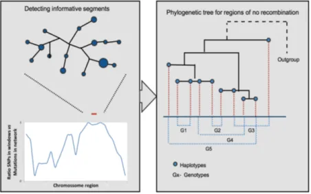 Figure 6.: Steps to build a phylogenetic tree of long regions with no recom- recom-bination