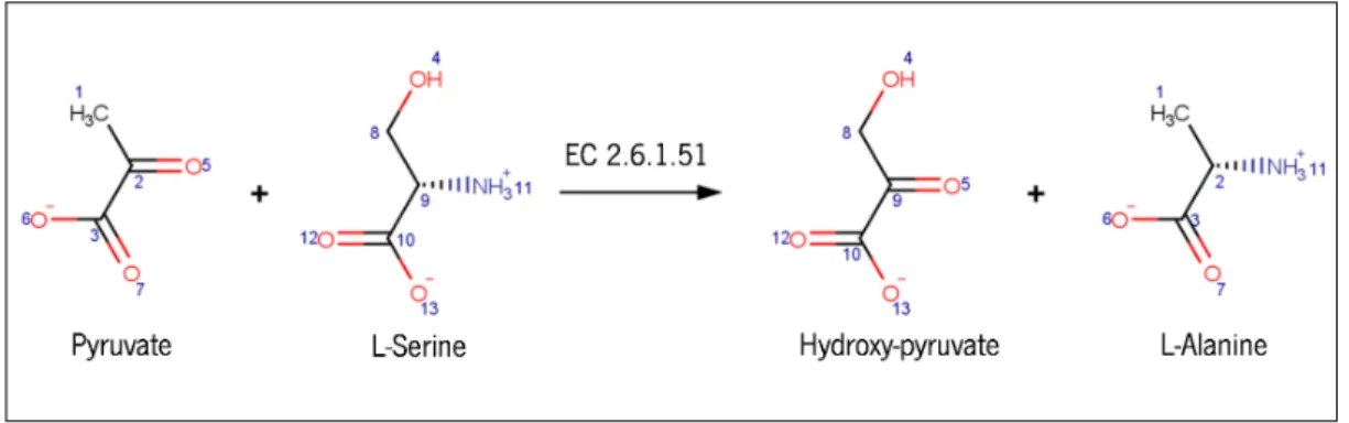 Figure 2 : Reaction catalysed by serine-pyruvate aminotransferase (EC 2.6.1.51). It replaces an oxy- oxy-gen, from pyruvate (C 5 ), by an amino group, from L-serine (NH 3 + 11 ), to form L-alanine and hydroxy-pyruvate molecules.