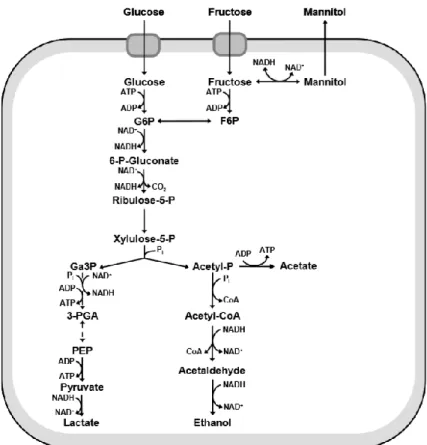 Figure 1 - Heterofermentative pathway for carbohydrate metabolism in LAB (Gaspar 2008) 