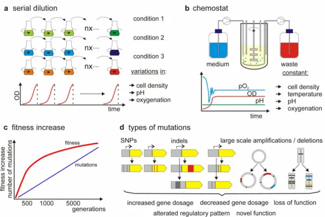 Figure 3- Illustration of ALE methodology. The possible techniques used in the microorganism growth (a,b), the  evaluation of fitness along the subsequent generations (c) the analysis of the  genome for detection of modifications that  can justify the incr