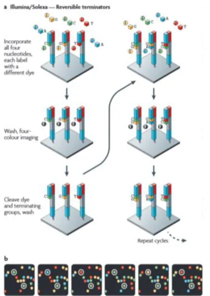 Figure 4 - Sequencing method by Illumina/Solexa technology (Metzker 2010).