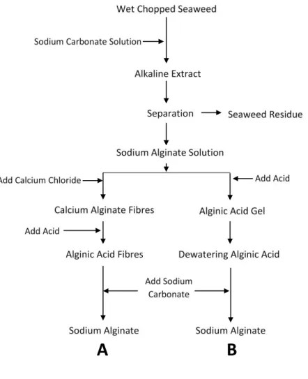 Figure  2-3  Alginate  production  methods.  A)  Calcium  alginate  process;  B)  Alginic  acid  process  (adapted from (McHugh, 2003))