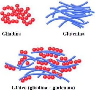 Figura 1: Representação esquemática da composição do glúten. 