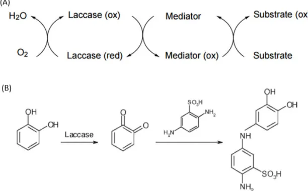 Figura 2  - Representação esquemática do ciclo redox da lacase em combinação com um medidor (A); 