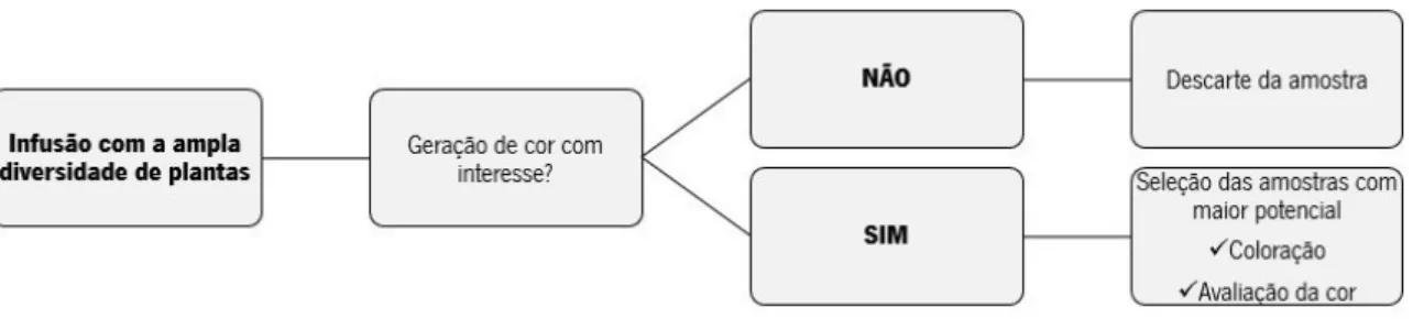 Figura  12  -  Representação  esquemática  do  procedimento  de  seleção  das  plantas com  maior  potencial  corante